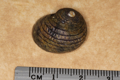Diloma aethiops