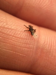 Lipoptena depressa