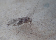 Psocidae