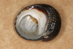 Diloma aethiops