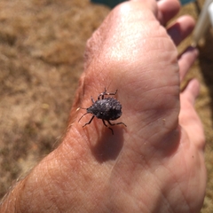 Brochymena quadripustulata