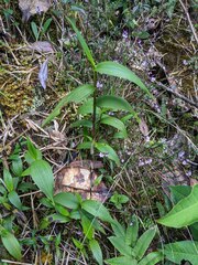 Elleanthus aurantiacus