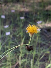 Thelesperma megapotamicum