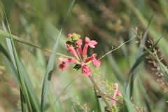 Stachys coccinea