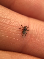 Lipoptena depressa