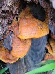 Pycnoporellus fulgens