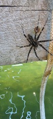 Dolomedes scriptus