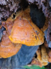 Pycnoporellus fulgens