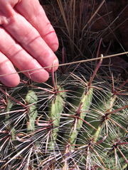 Ferocactus wislizeni