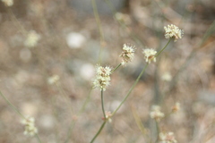 Eriogonum baileyi