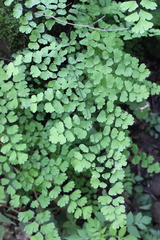Adiantum braunii