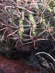 Ferocactus wislizeni