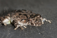 Scinax acuminatus