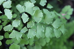 Adiantum braunii
