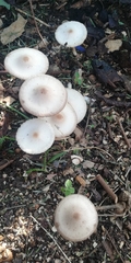 Fungi