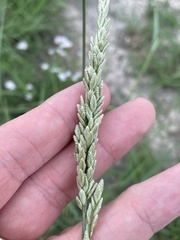 Tridens albescens