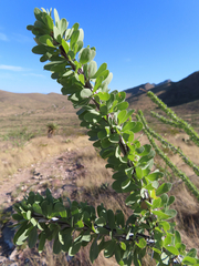 Fouquieria splendens