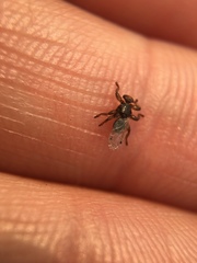 Lipoptena depressa