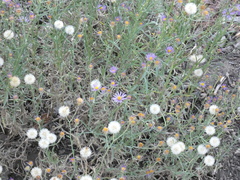 Dieteria canescens