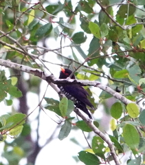 Chrysococcyx xanthorhynchus