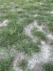 Tridens albescens