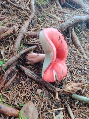 Russula