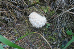 Lycoperdon subcretaceum