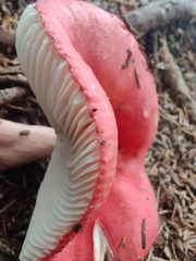 Russula