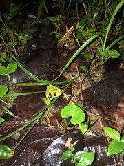 Boana rufitela