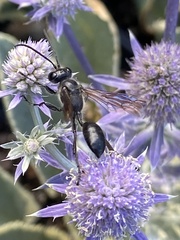 Isodontia