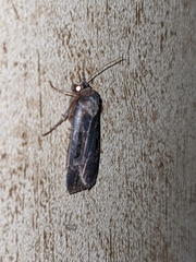 Pseudohermonassa tenuicula