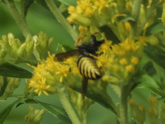 Vespula vidua