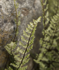 Cheilanthes hypoleuca