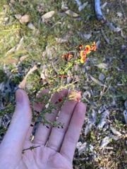 Bossiaea spinescens