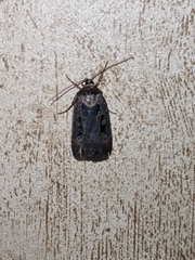 Pseudohermonassa tenuicula