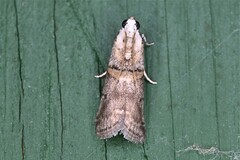 Acrobasis palliolella