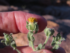 Heterotheca fulcrata