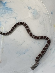Lampropeltis triangulum