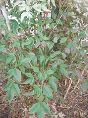 Nandina