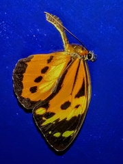 Lepidoptera