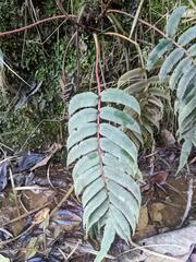 Blechnum