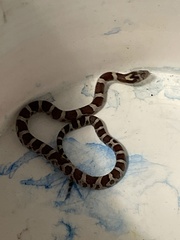 Lampropeltis triangulum