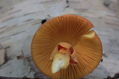 Amanita jacksonii