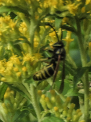 Vespula vidua