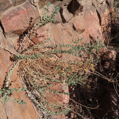 Heterotheca fulcrata