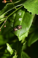 Eysarcoris guttigerus
