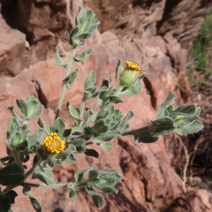 Heterotheca fulcrata