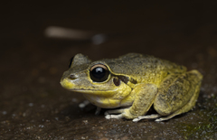 Ranoidea lesueuri