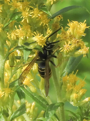 Vespula vidua