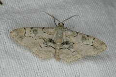 Iridopsis larvaria